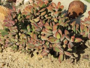 Crassula rogersii sukulent bitki