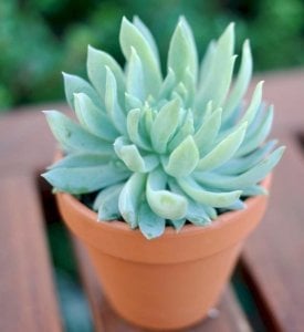 Sedeveria fanfare graptoveria fanfare sukulent bitki