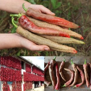 Çok acı Arnavut biberi tohumu rezha macedonian pepper