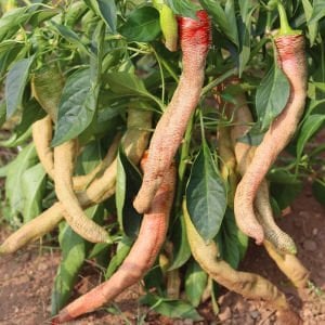 Çok acı Arnavut biberi tohumu rezha macedonian pepper