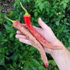 Çok acı Arnavut biberi tohumu rezha macedonian pepper