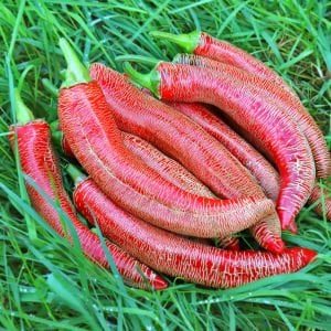Çok acı Arnavut biberi tohumu rezha macedonian pepper