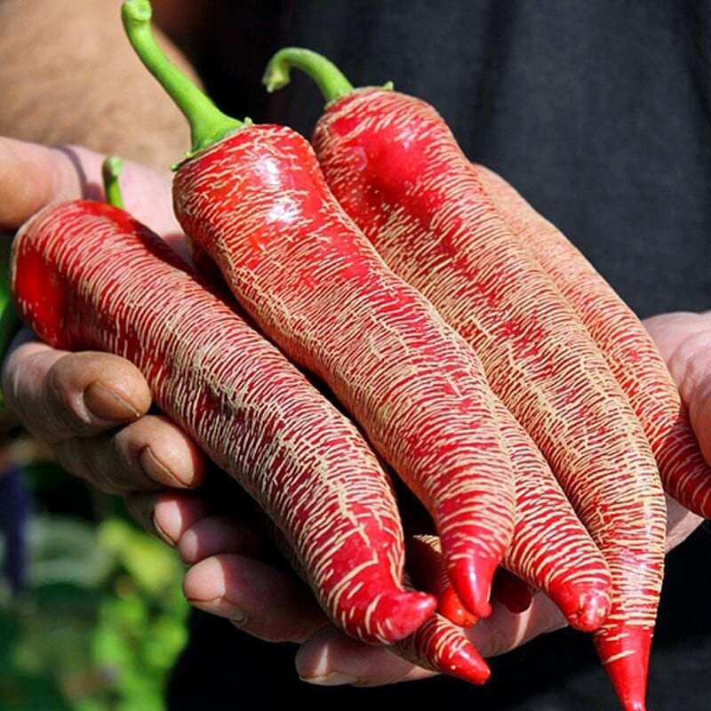 Çok acı Arnavut biberi tohumu rezha macedonian pepper
