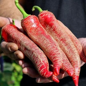 Çok acı Arnavut biberi tohumu rezha macedonian pepper