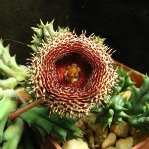 Huernia hystrix bitkisi