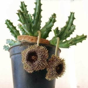 Huernia hystrix bitkisi