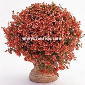 3 adet kayısı renkli diascia fidesi divara apricot