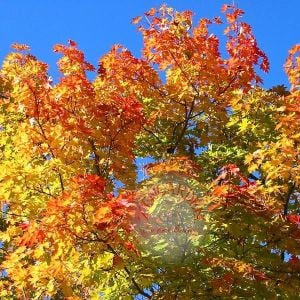 Acer platanoides akça ağaç tohumu norveç norway maple