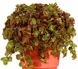 Sarkan sedum makinoi fırtına kırmızı tundra tornado