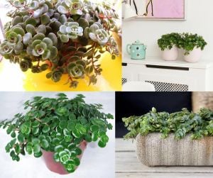 Sarkan sedum makinoi fırtına kırmızı tundra tornado