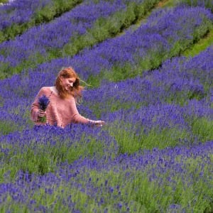 Impressa lavanta fidesi lavandula angustifolia