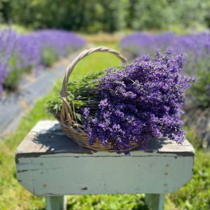 Impressa lavanta fidesi lavandula angustifolia