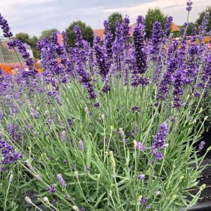 Impressa lavanta fidesi lavandula angustifolia