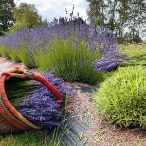 Impressa lavanta fidesi lavandula angustifolia