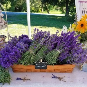 Impressa lavanta fidesi lavandula angustifolia