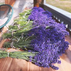 Impressa lavanta fidesi lavandula angustifolia