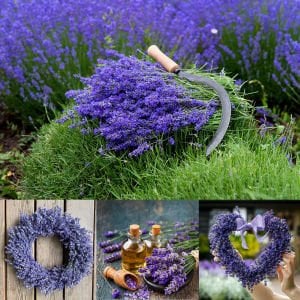 Impressa lavanta fidesi lavandula angustifolia