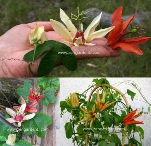 Passiflora aurantia fidanı