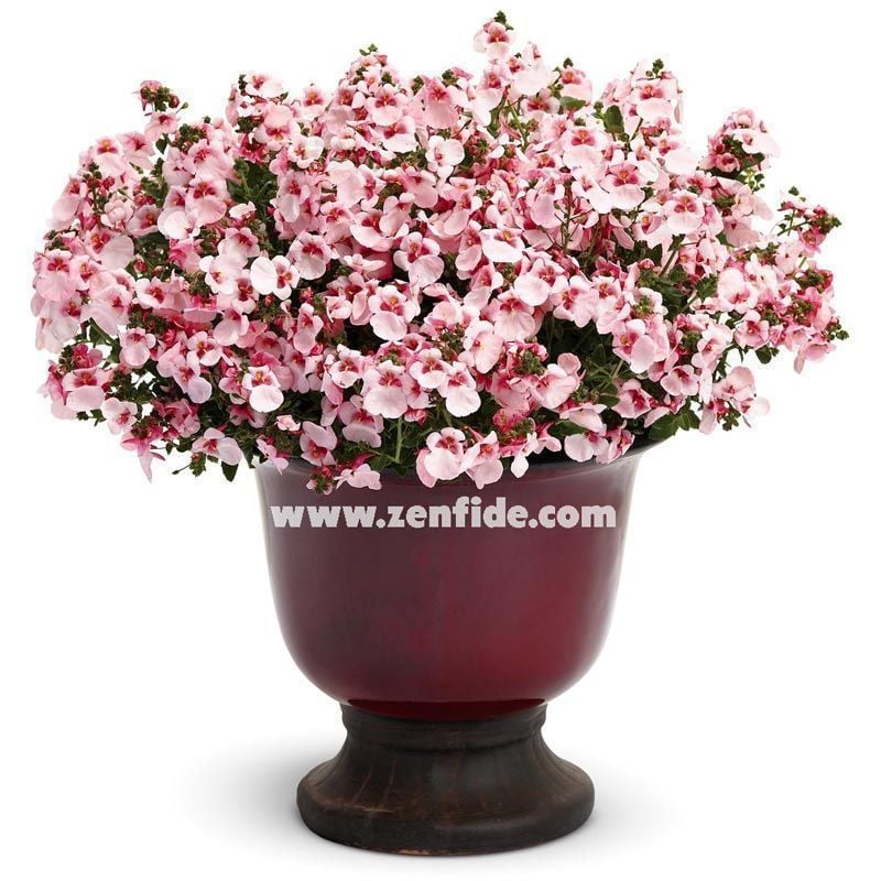 3 adet pembe beyaz renkli diascia fidesi divara blush