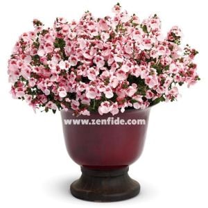 3 adet pembe beyaz renkli diascia fidesi divara blush