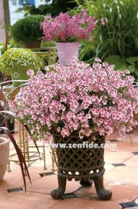 3 adet pembe beyaz renkli diascia fidesi divara blush