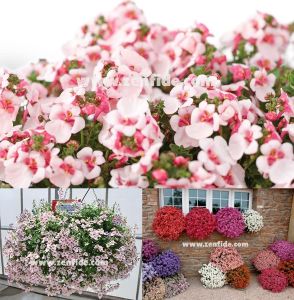 3 adet pembe beyaz renkli diascia fidesi divara blush