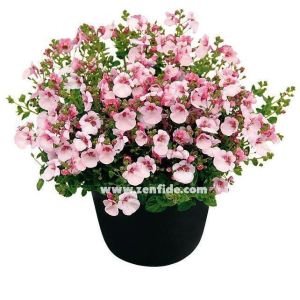 3 adet pembe beyaz renkli diascia fidesi divara blush