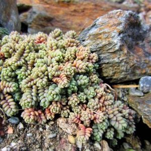 Sedum dasyphyllum burnatii minor