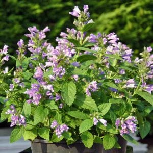 Pembe rüya nepeta fidesi nepeta subsessilis pink dreams