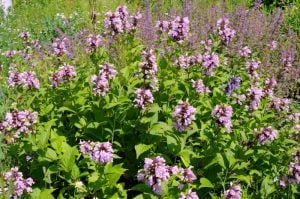 Pembe rüya nepeta fidesi nepeta subsessilis pink dreams 1 adet