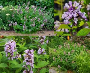 Pembe rüya nepeta fidesi nepeta subsessilis pink dreams 1 adet
