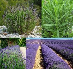 Fransız lavanta fidesi lavandula dentata var. candicans french lavender