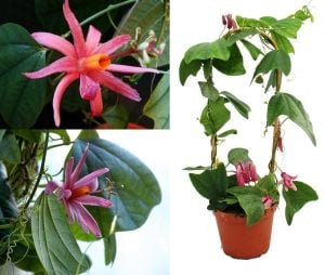 Passiflora tulae fidanı