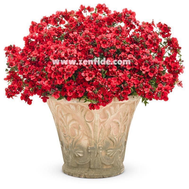 3 adet kırmızı diascia fidesi divara scarlet