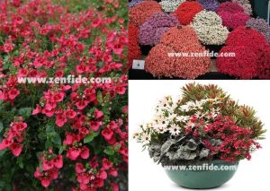 3 adet kırmızı diascia fidesi divara scarlet