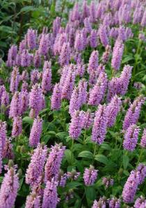 Pembe rüya nepeta fidesi nepeta subsessilis pink dreams 3 adet