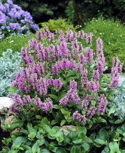Pembe rüya nepeta fidesi nepeta subsessilis pink dreams 3 adet