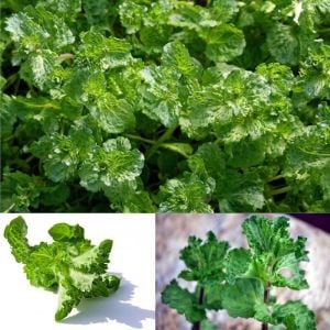 Kıvırcık tatlı nane fidesi curly mint 3 fide