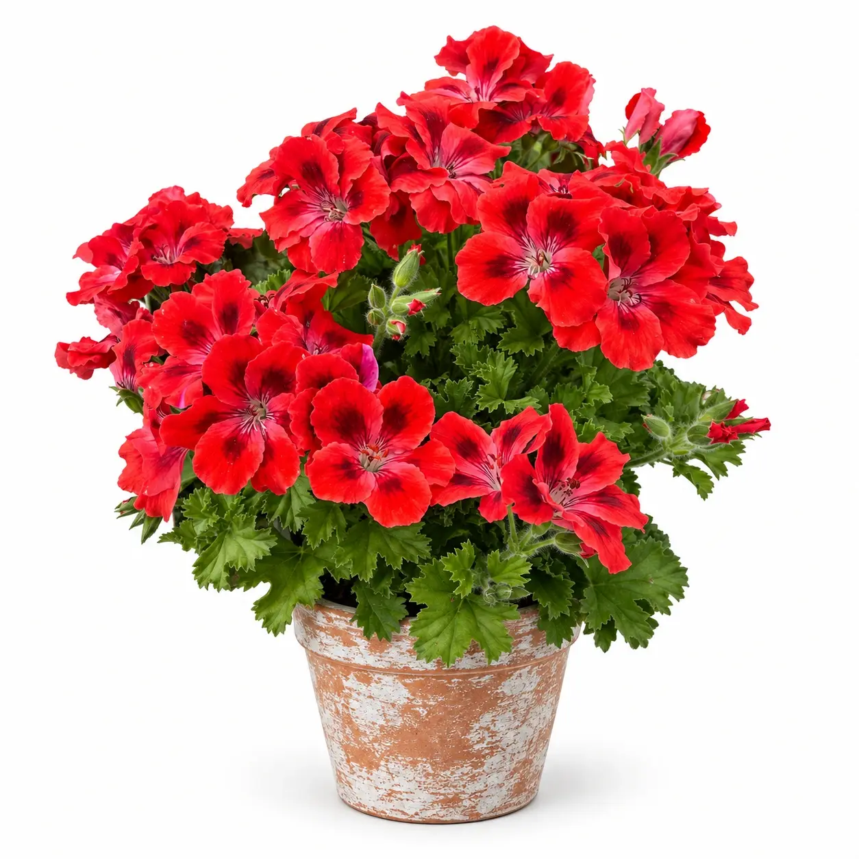 Clarion Scarlet Eyes Canan Sardunya Fidesi