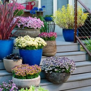 Mavi Krema nemezya çiçeği fidesi nemesia mareto blue cream