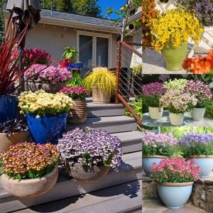 Mavi Krema nemezya çiçeği fidesi nemesia mareto blue cream