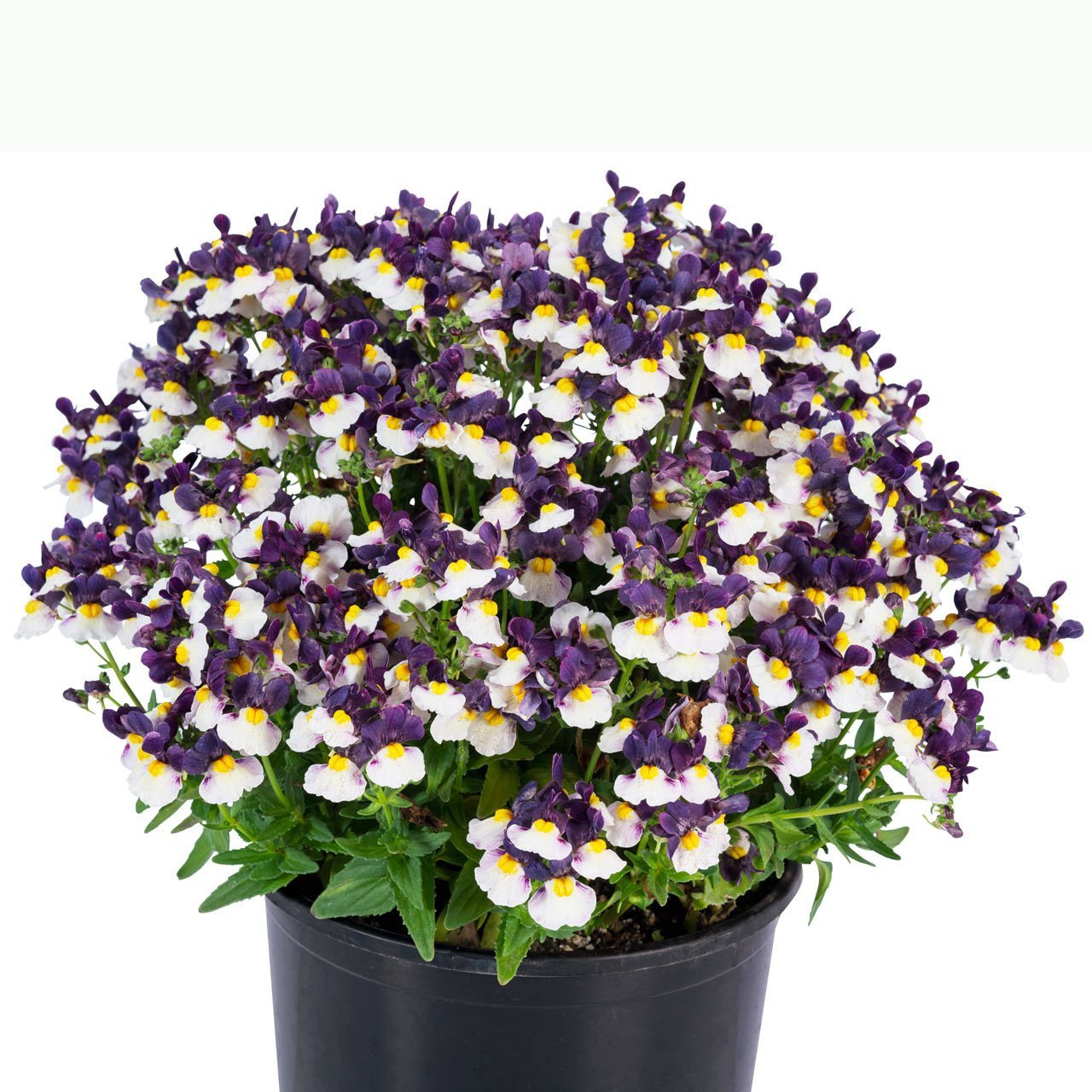 Mavi Krema nemezya çiçeği fidesi nemesia mareto blue cream