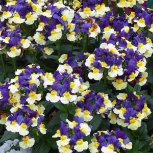 Mavi Krema nemezya çiçeği fidesi nemesia mareto blue cream