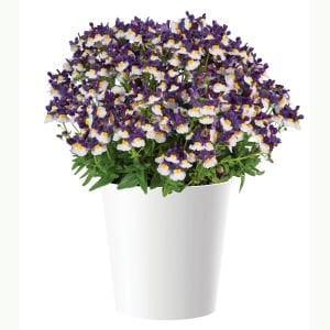 Mavi Krema nemezya çiçeği fidesi nemesia mareto blue cream
