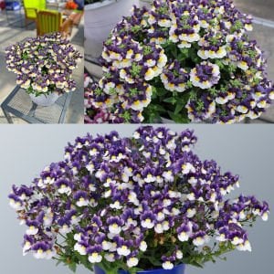 Mavi Krema nemezya çiçeği fidesi nemesia mareto blue cream
