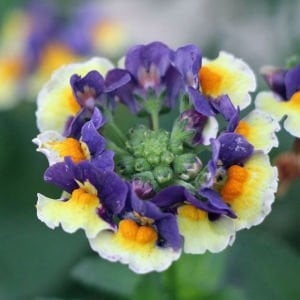 Mavi Krema nemezya çiçeği fidesi nemesia mareto blue cream