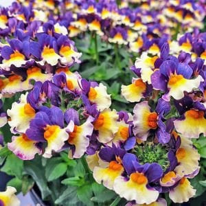 Mavi Krema nemezya çiçeği fidesi nemesia mareto blue cream