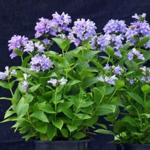 Mavi rüya nepeta fidesi nepeta subsessilis blue dreams