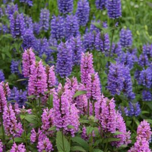 Mavi rüya nepeta fidesi nepeta subsessilis blue dreams 1 adet