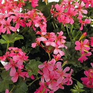 Ville de Paris Pembe sarkan sakız sardunya fidesi dark pink